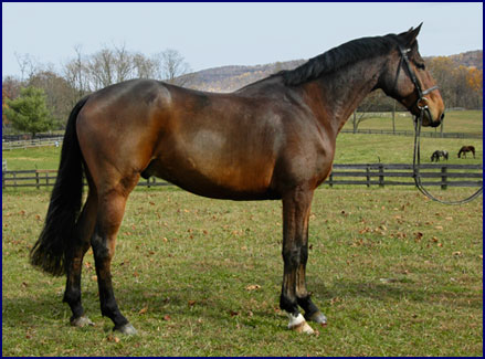 Windchase Horses for Sale