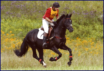 Thoroughbred stallion Orujo de la Galerna, owned and ridden by Pedro Gutierrez, at stud at Windchase.