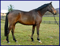 Windchase Horses for Sale