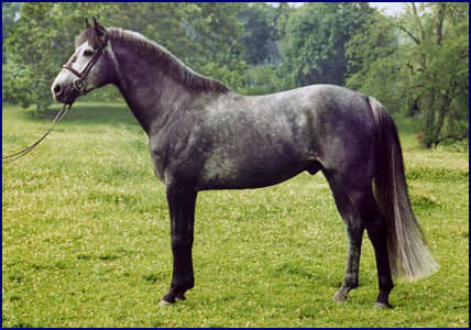 Brandenburg's Windstar, Irish Sport Horse stallion, top Eventing sire standing at stud at Windchase.