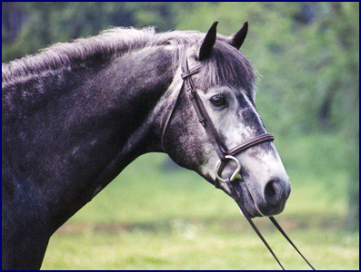 Brandenburg's Windstar, Irish Sport Horse, top eventing sire standing for stud at Windchase.