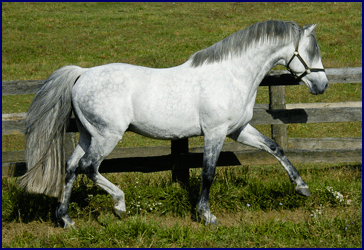 Irish Sport Horse stallion Brandenburg's Windstar, standing at stud at Windchase.
