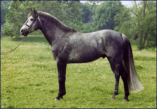 Photo of top Eventing sire Brandenburg's Windstar, Irish Sport Horse stallion at stud. Breed Irish horses for Eventing, dressage, show jumping and foxhunting.