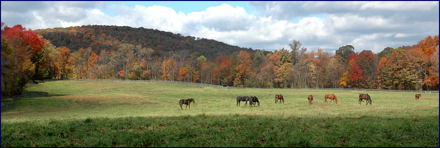 Horses boarded at Windchase, enjoying their turn-out.