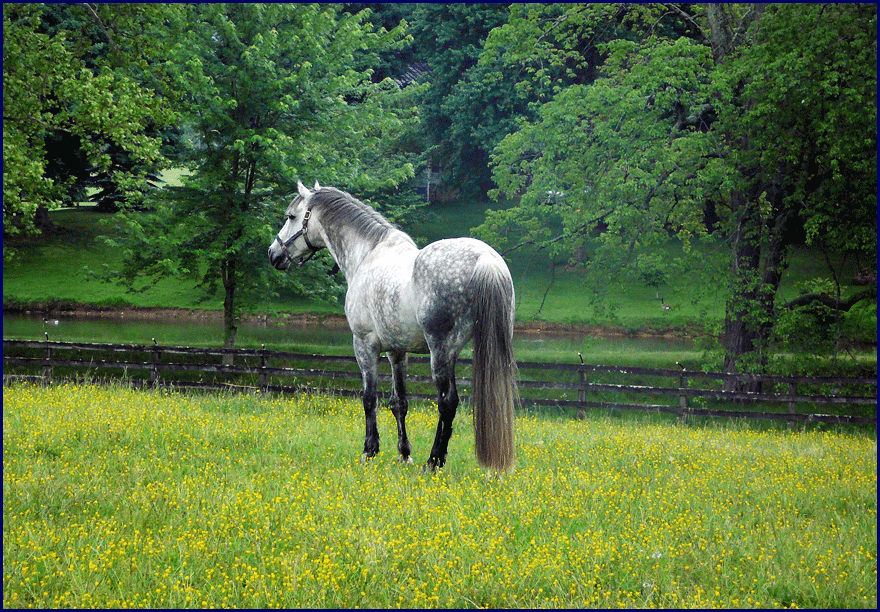 Photos of horses taken by Phyllis Dawson, at her Eventing horse farm, Windchase.  