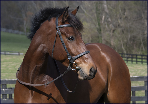 for sale horses windchase horses for sale for sale horses windchase horses for sale